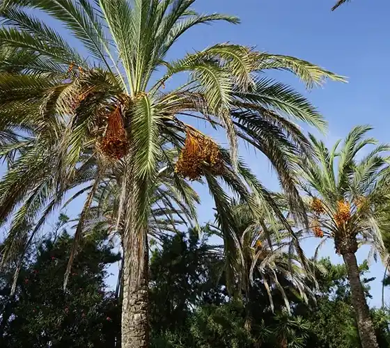 Date Palm Plant